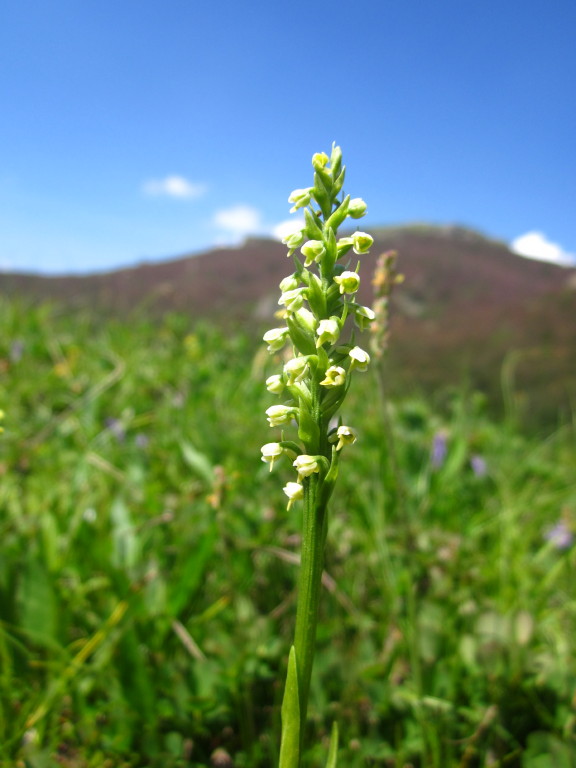 Le due variet di Pseudorchis albida